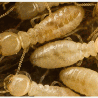 Termite Control