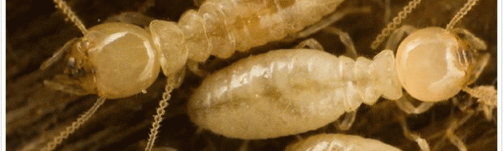 Termite Control