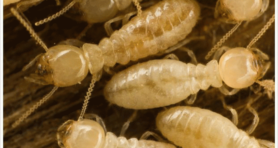 Termites